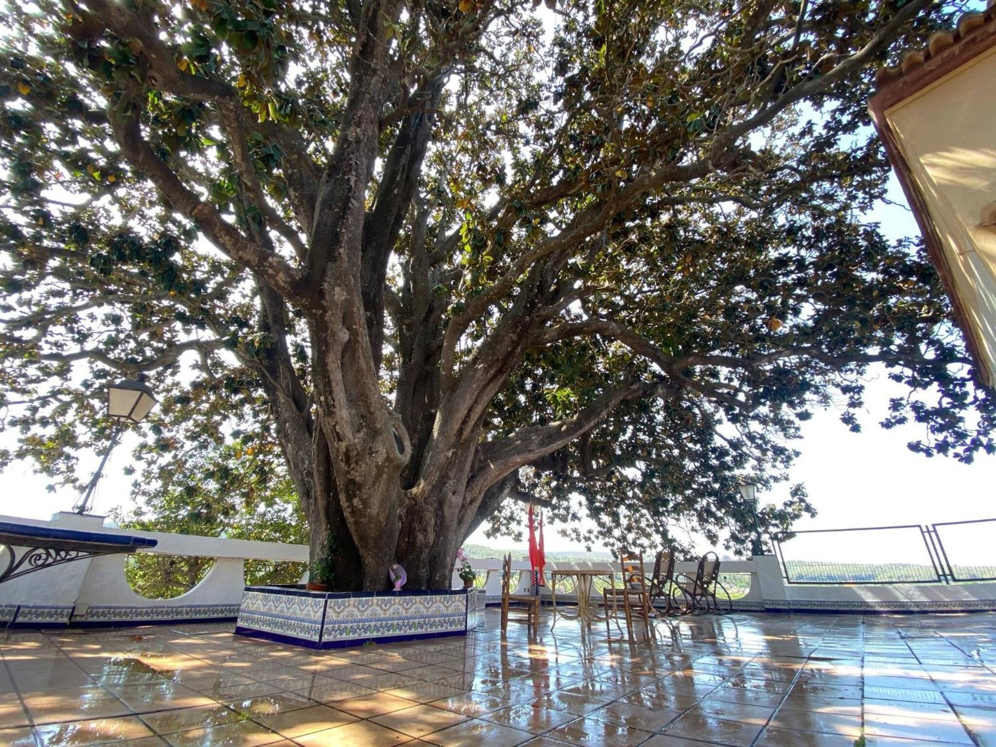 Casa Magnolia, A Rural Paradise House With Pool 阿尔兹拉 外观 照片